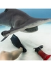 Ulysse Nardin Diver Hammerhead Shark 1183-170LE-3A-HAMMER/3A фото